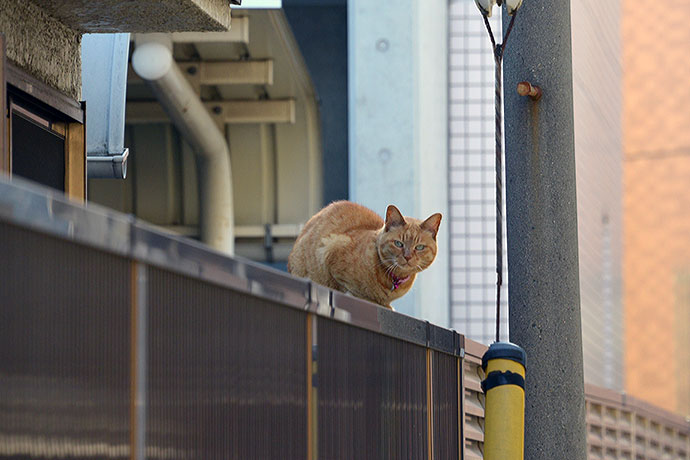 太田区のねこ