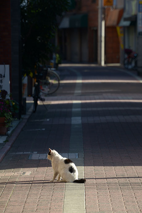 太田区のねこ