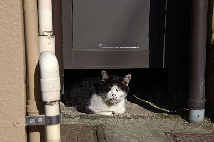 太田区のねこ