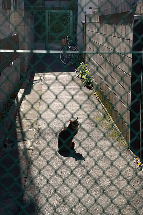 太田区のねこ