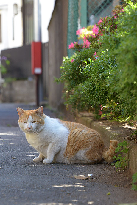 太田区のねこ