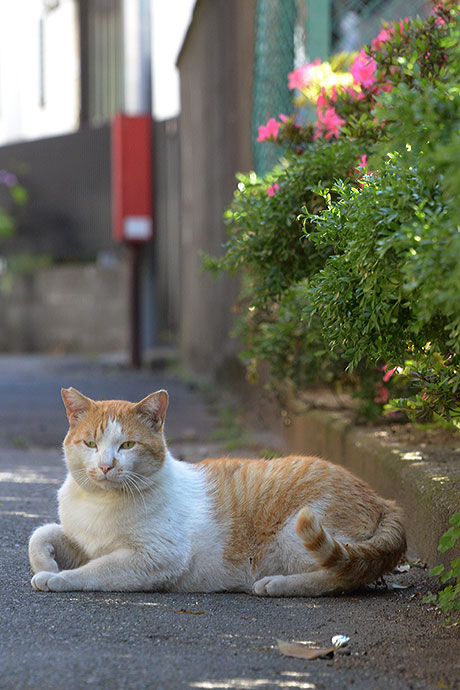 太田区のねこ