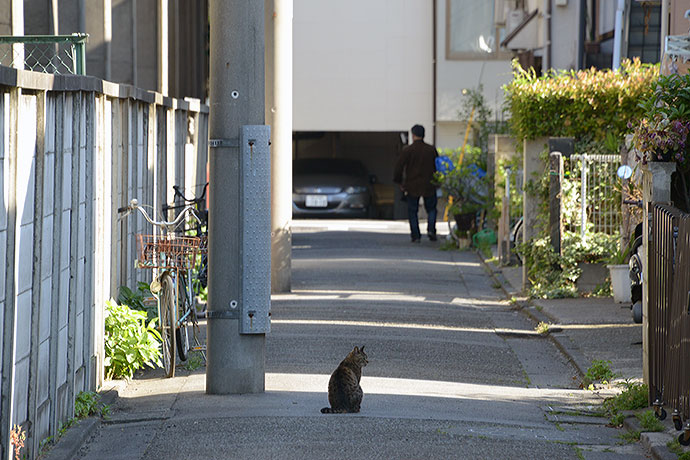 太田区のねこ