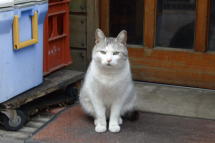 太田区のねこ