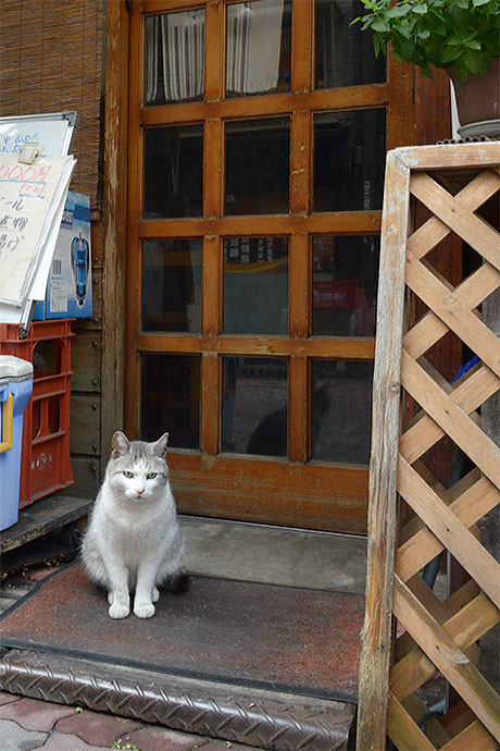 太田区のねこ