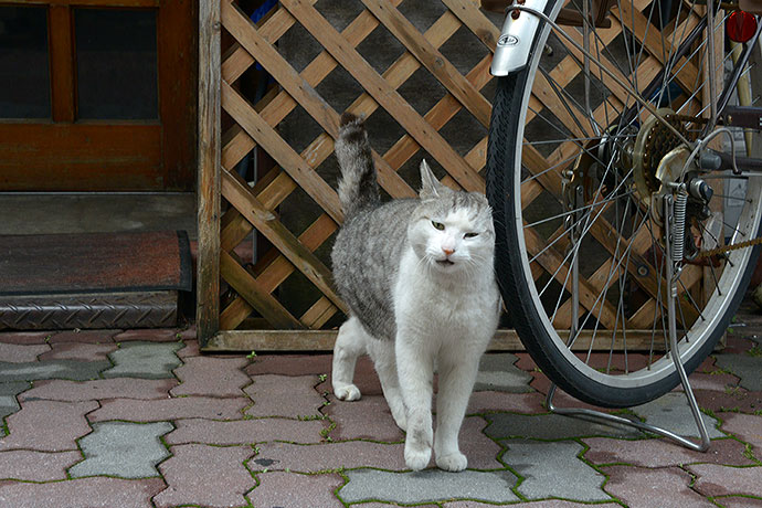 太田区のねこ