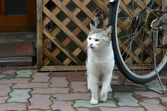 太田区のねこ