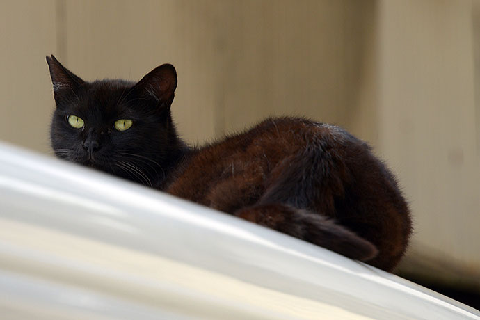 太田区のねこ