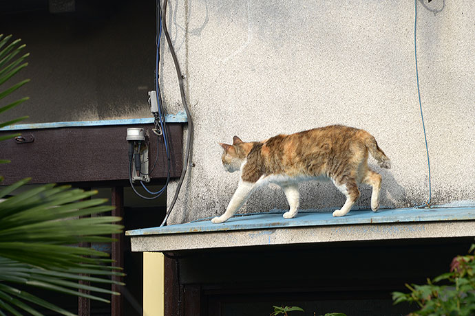 太田区のねこ