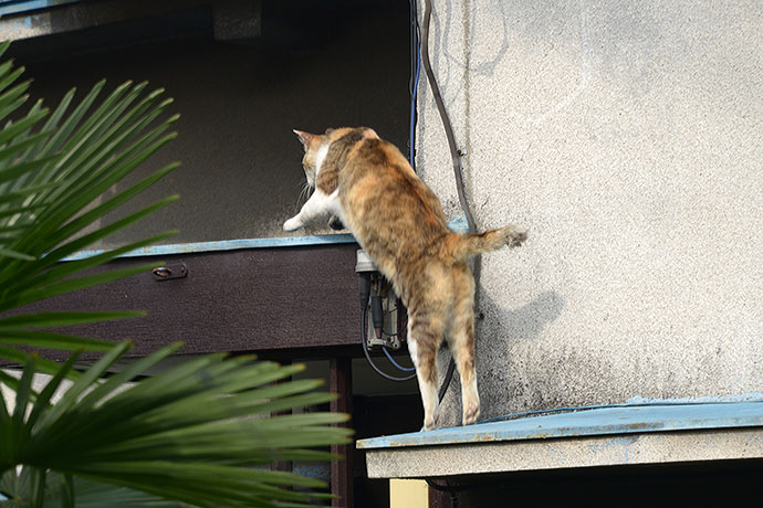 太田区のねこ