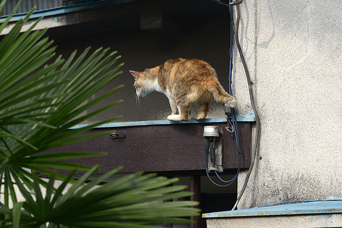 太田区のねこ