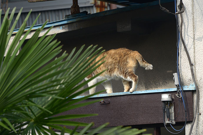 太田区のねこ