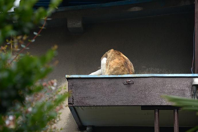 太田区のねこ