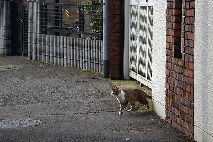 太田区のねこ