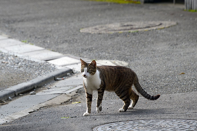 太田区のねこ