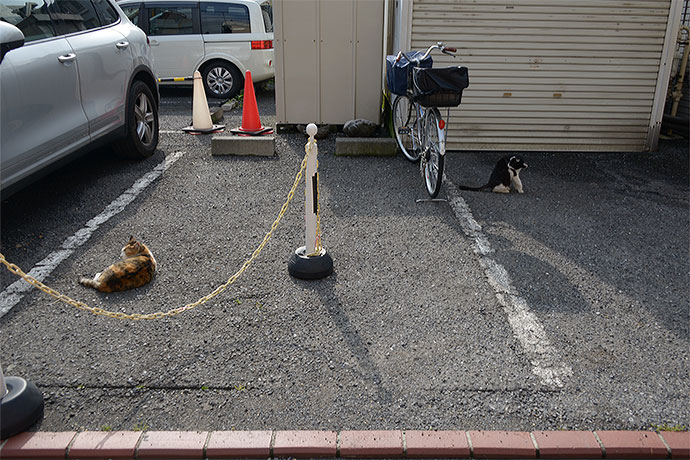 太田区のねこ