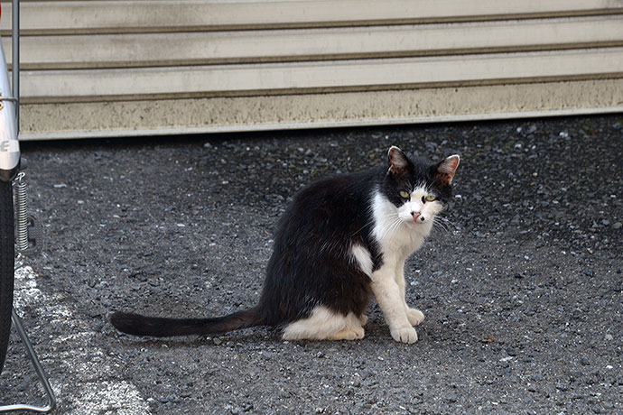 太田区のねこ