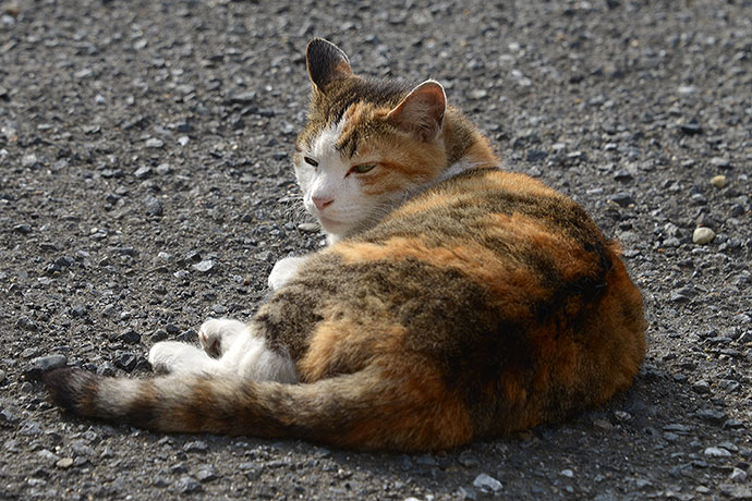 太田区のねこ