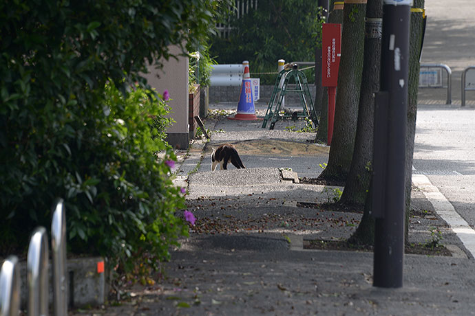 太田区のねこ