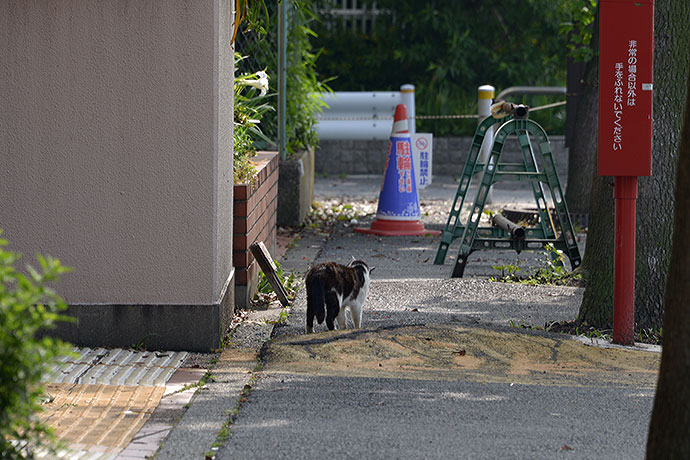 太田区のねこ