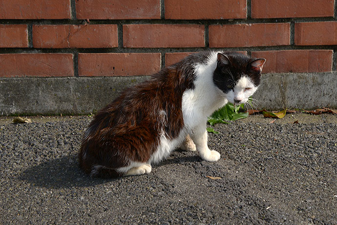 太田区のねこ