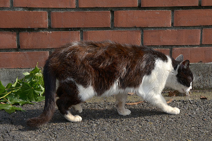 太田区のねこ