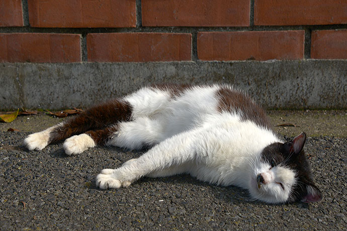 太田区のねこ