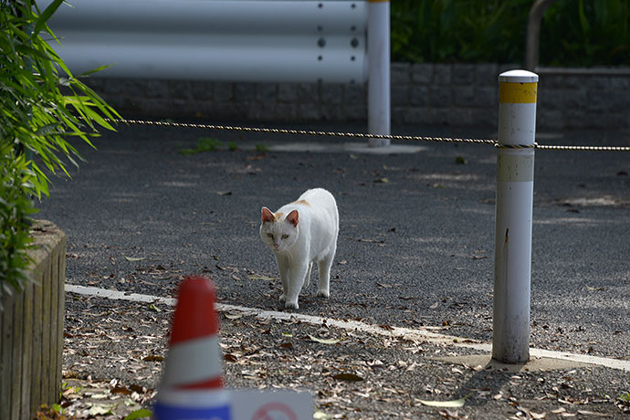 太田区のねこ