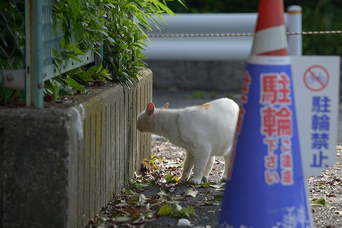 太田区のねこ