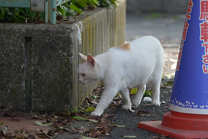 太田区のねこ