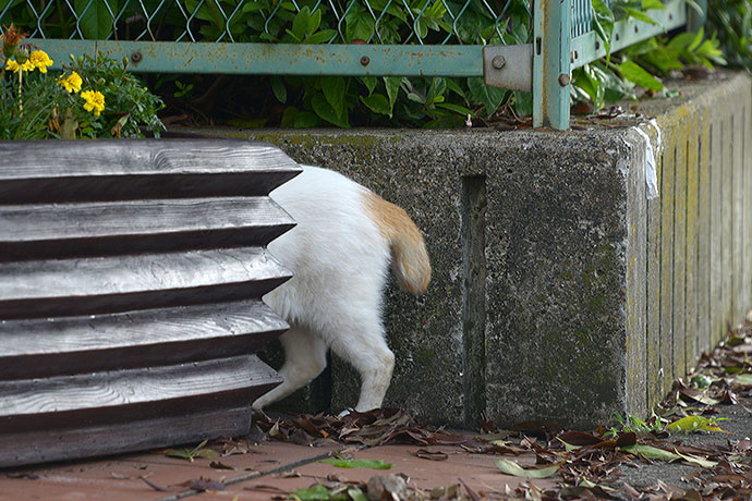 太田区のねこ