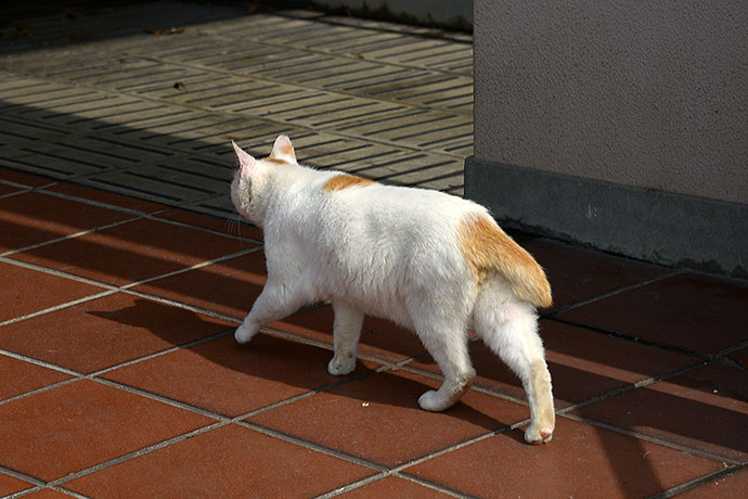 太田区のねこ