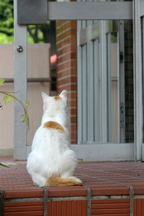 太田区のねこ