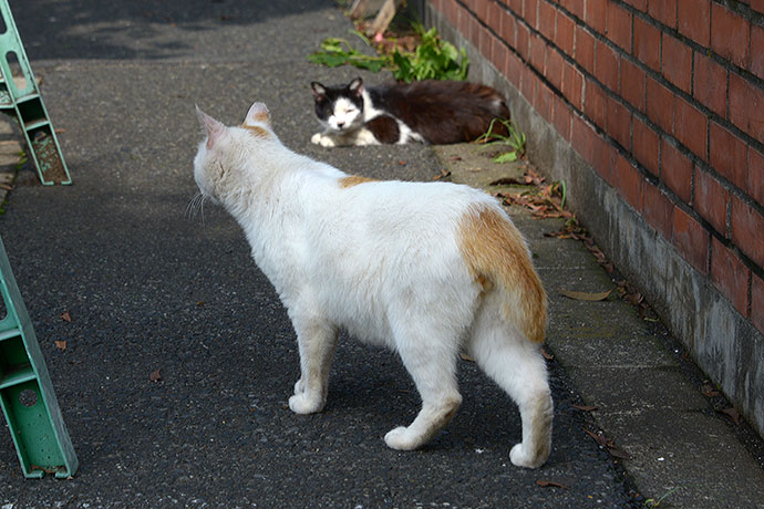 太田区のねこ