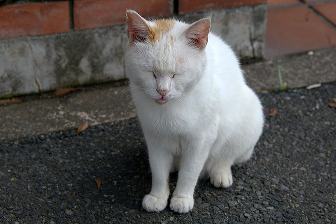 太田区のねこ