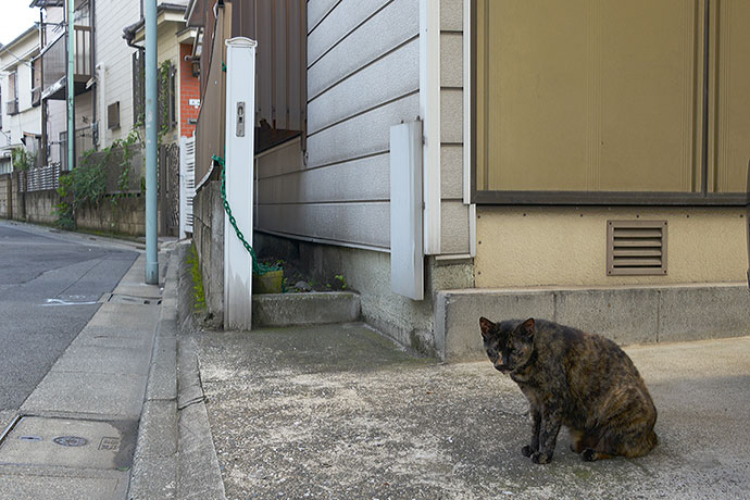 太田区のねこ