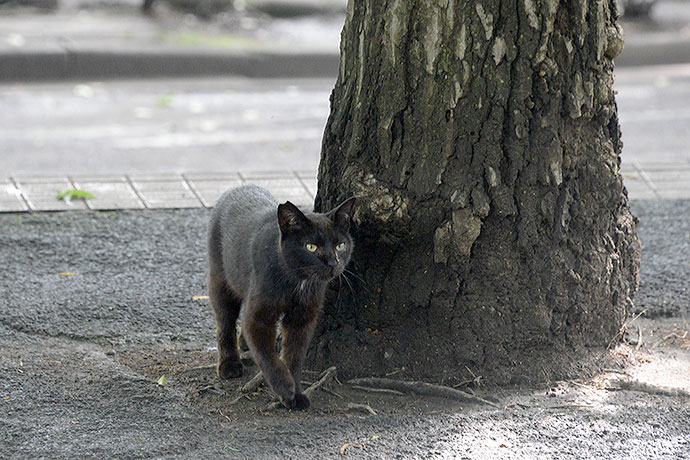 太田区のねこ