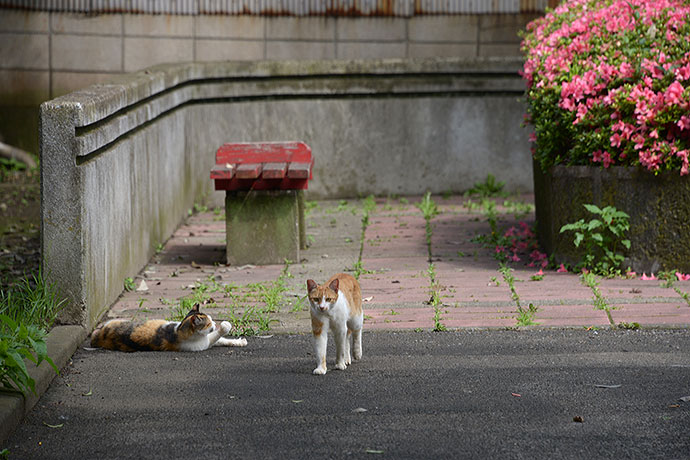 太田区のねこ