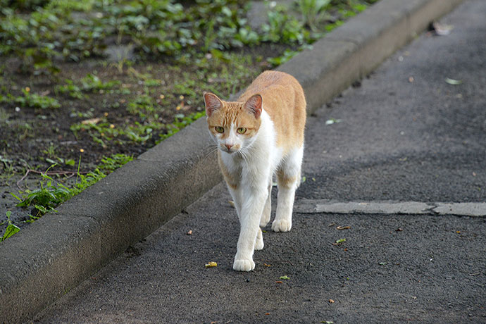 太田区のねこ