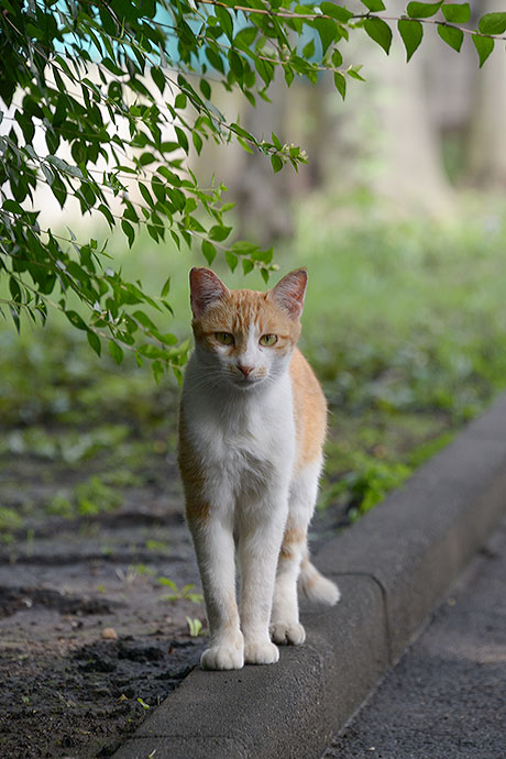 太田区のねこ