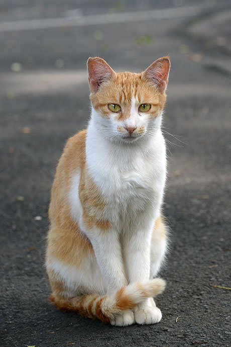 太田区のねこ