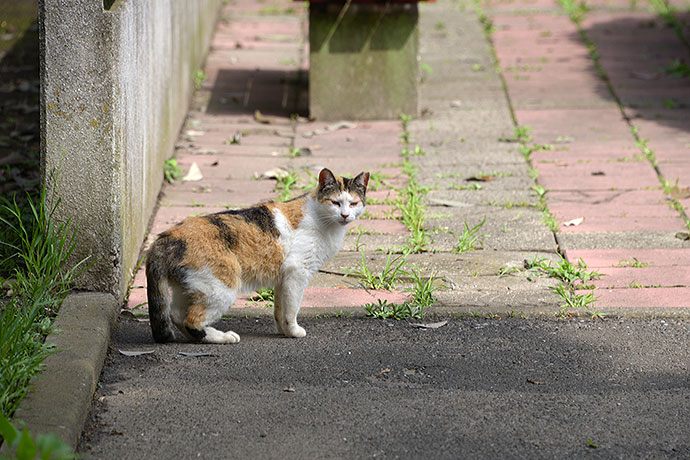 太田区のねこ