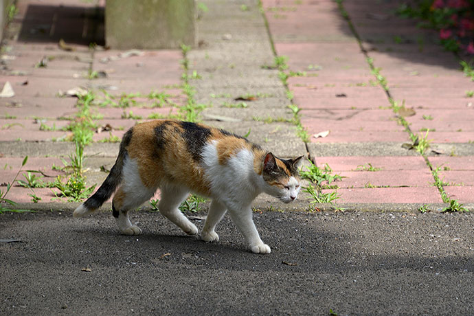 太田区のねこ