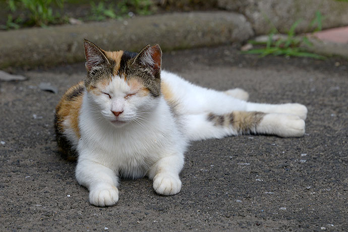 太田区のねこ