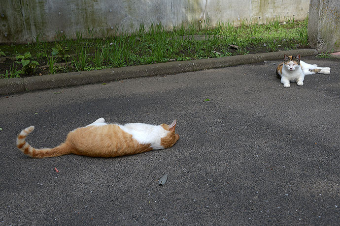 太田区のねこ