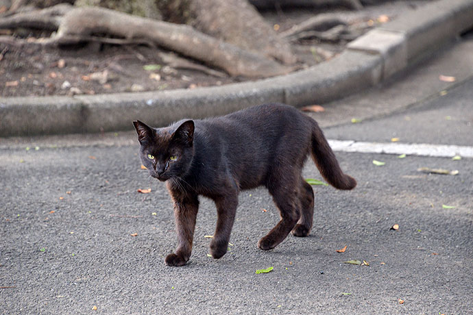 太田区のねこ