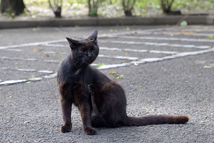 太田区のねこ