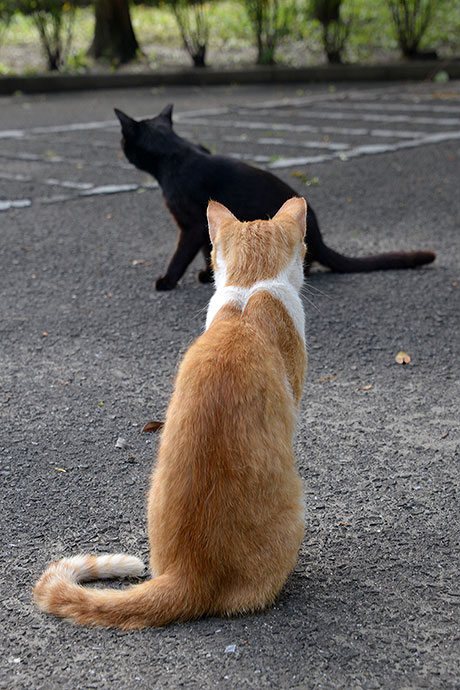 太田区のねこ