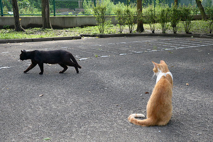 太田区のねこ