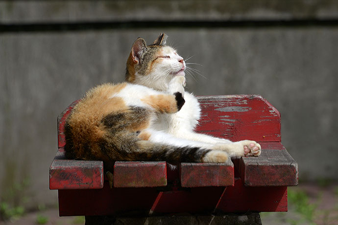 太田区のねこ